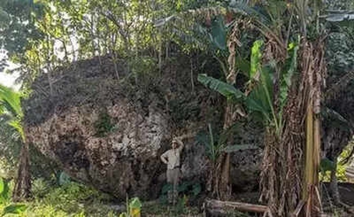 Batu besar seberat 1,200 ton ditemukan di puncak tebing setinggi 35 meter di Pulau Tongatapu, Tonga