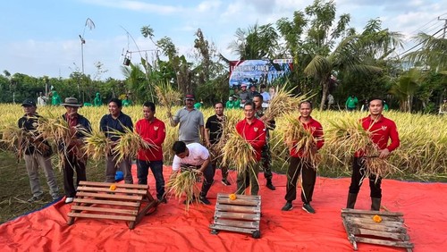 Panen perdana padi varietas ‘Semeton Buleleng’ di Balai Benih Unggulan Desa Tangguwisia, Kecamatan Seririt, Minggu (3/8/2025). (Dok. Pemkab Buleleng)