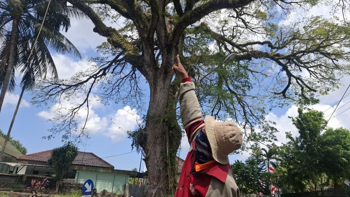 Pohon yang dahannya jatuh menimpa peserta jalan santai di Bangkalan hingga meninggal.