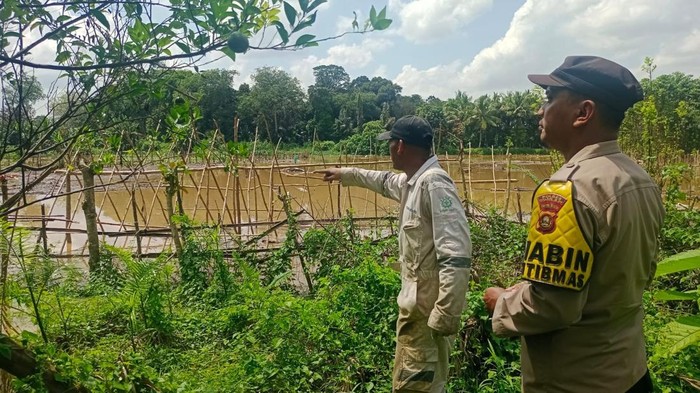 Polisi dan petani mengecek tanaman jagung terendam banjir