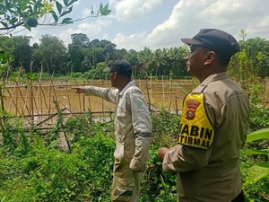 40 Hektare Jagung Bantuan Dinas Pertanian Ogan Ilir Terendam Banjir