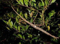 Tebak, Apakah Ada Hewan di Foto Ini? Begini Kata Peneliti