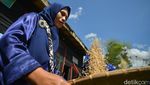 Tradisi Tumbuk Ketan ala Talang Babungo, Simbol Kebersamaan dan Warisan Leluhur