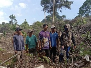 Hutan Lereng Gunung Tambora Dibabat, Sumber Air-Kebun Kopi Warga Hilang