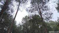 Deretan pohon pinus menambah kesejukan di Bumi Perkemahan Ipukan Kuningan. Adanya pohon pinus juga menambah estetika di wisata yang terletak di Kecamatan Cigugur itu.