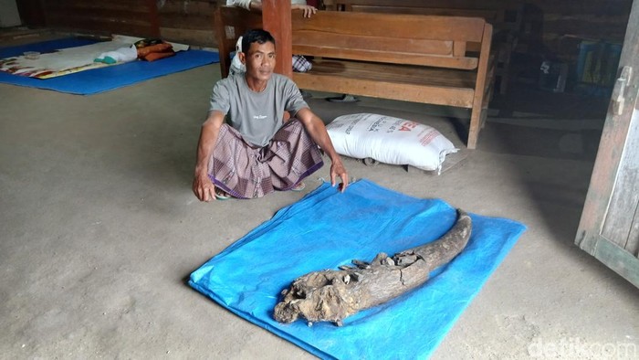 Fosil tanduk kerbau purba berada di rumah Ngadi di Dukuh Kedungpereng, Desa Gondel, Kecamatan Kedungtuban, Blora, Senin (4/8/2025).
