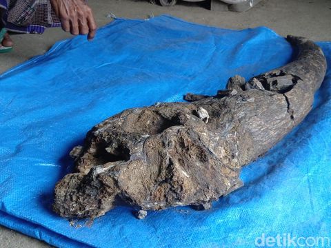 Fosil tanduk kerbau purba berada di rumah Ngadi di Dukuh Kedungpereng, Desa Gondel, Kecamatan Kedungtuban, Blora, Senin (4/8/2025).