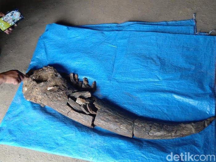 Fosil tanduk kerbau purba berada di rumah Ngadi di Dukuh Kedungpereng, Desa Gondel, Kecamatan Kedungtuban, Blora, Senin (4/8/2025).