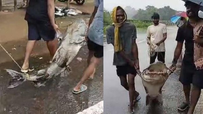 Ikan Lele Raksasa