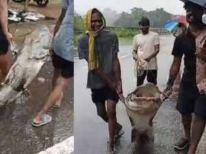 Edan! Ikan Lele Setan Raksasa 170 Kg Berhasil Ditangkap