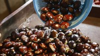 Hilangnya menu jengkol dari warung nasi ternyata merupakan dampak dari mahalnya harga jengkol.