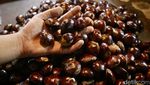 Jengkol Langka, Kini Tembus Rp 120ribu Nyaris Setara Daging Sapi