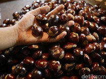 Jengkol Luwu Utara Kuasai Pasar Jakarta, Nilai Jualnya Tembus Rp 82,5 M!