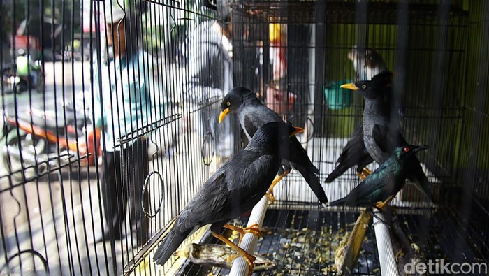 Pedagang Pasar Barito Bertahan Hadapi Penggusuran Sejumlah spanduk yang berisi pesan menolak penggusuran terpasang di depan kios di Pasar Barito, Jakarta, Senin (4/8/2025). Mereka masih bertahan di kios meskipun tenggat waktu pengosongan lapak telah lewat.