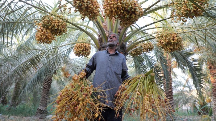 Kurma tetap tumbuh di padang tandus Basra selatan berkat sumur artesis. Salinitas tinggi memaksa petani berpindah dari ladang ke oasis buatan.