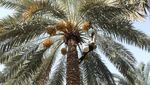 Pohon-pohon Kurma Ini Tetap Tumbuh di Tengah Kekeringan