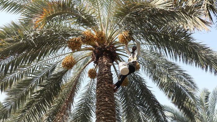 Pohon-pohon Kurma Ini Tetap Tumbuh di Tengah Kekeringan Kurma tetap tumbuh di padang tandus Basra selatan berkat sumur artesis. Salinitas tinggi memaksa petani berpindah dari ladang ke oasis buatan.
