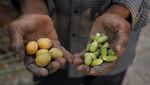 Pohon-pohon Kurma Ini Tetap Tumbuh di Tengah Kekeringan