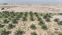 Foto udara deretan pohon kurma di gurun Basra, Irak, yang masih dapat tumbuh berkat irigasi dari sumur artesis, Selasa (29/7/2025). REUTERS/Mohammed Aty