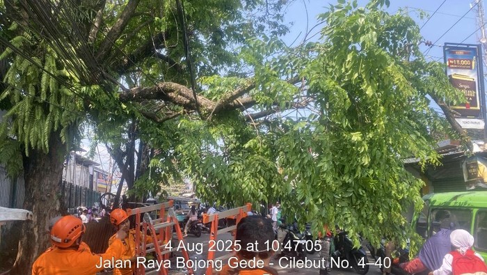 Pohon Tumbang di depan Stasiun Cilebut Bogor, Sempat Tutup Jalan