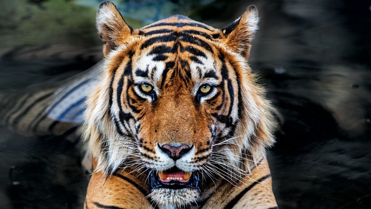 populasi Harimau Dunia Cuma Ada di 10 Negara Ini, Ada RI juga