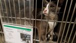 Puluhan Anjing-Kucing Penuhi Penampungan Akibat Pemilik Dideportasi