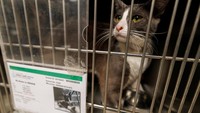 Seekor kucing duduk dalam kandang penampungan. Sejak 10 Juni, wilayah tersebut telah menerima 28 hewan, 22 di antaranya adalah anjing. Sebelas anjing dan dua kucing telah ditempatkan di rumah-rumah penampungan sejak saat itu. Foto: REUTERS/Mike Blake
