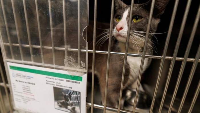 Puluhan Anjing-Kucing Penuhi Penampungan Akibat Pemilik Dideportasi People wait in line to adopt and drop off pets as the County of Los Angeles Department of Animal Care and Control opens for the day in Downey, California, U.S., July 29, 2025. REUTERS/Mike Blake