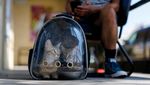 Puluhan Anjing-Kucing Penuhi Penampungan Akibat Pemilik Dideportasi