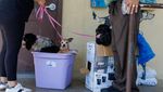 Puluhan Anjing-Kucing Penuhi Penampungan Akibat Pemilik Dideportasi