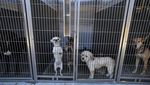 Puluhan Anjing-Kucing Penuhi Penampungan Akibat Pemilik Dideportasi