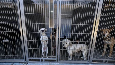 Puluhan Anjing-Kucing Penuhi Penampungan Akibat Pemilik Dideportasi