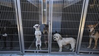 Sejumlah anjing berada dalam kandang penampungan di Downey, Los Angeles. Los Angeles memiliki tugas baru, yaitu merawat anjing dan kucing setelah pemiliknya ditahan atau dideportasi dalam penggerebekan imigrasi yang mencuat musim panas ini di bawah pemerintahan Trump. Foto: REUTERS/Mike Blake