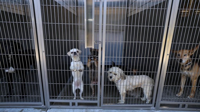 Puluhan Anjing-Kucing Penuhi Penampungan Akibat Pemilik Dideportasi People wait in line to adopt and drop off pets as the County of Los Angeles Department of Animal Care and Control opens for the day in Downey, California, U.S., July 29, 2025. REUTERS/Mike Blake