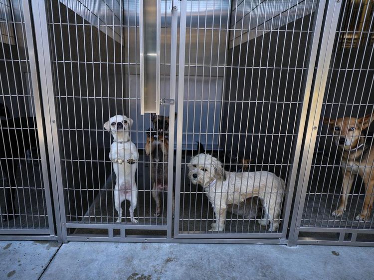 Puluhan Anjing-Kucing Penuhi Penampungan Akibat Pemilik Dideportasi