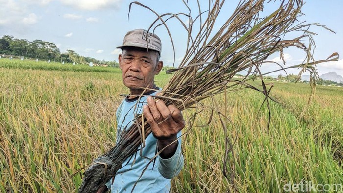 Salah satu petani di Trenggalek mengeluhkan dirinya harus menyemprot pestisida 3 hari sekali demi cegah wabah wereng meluas.