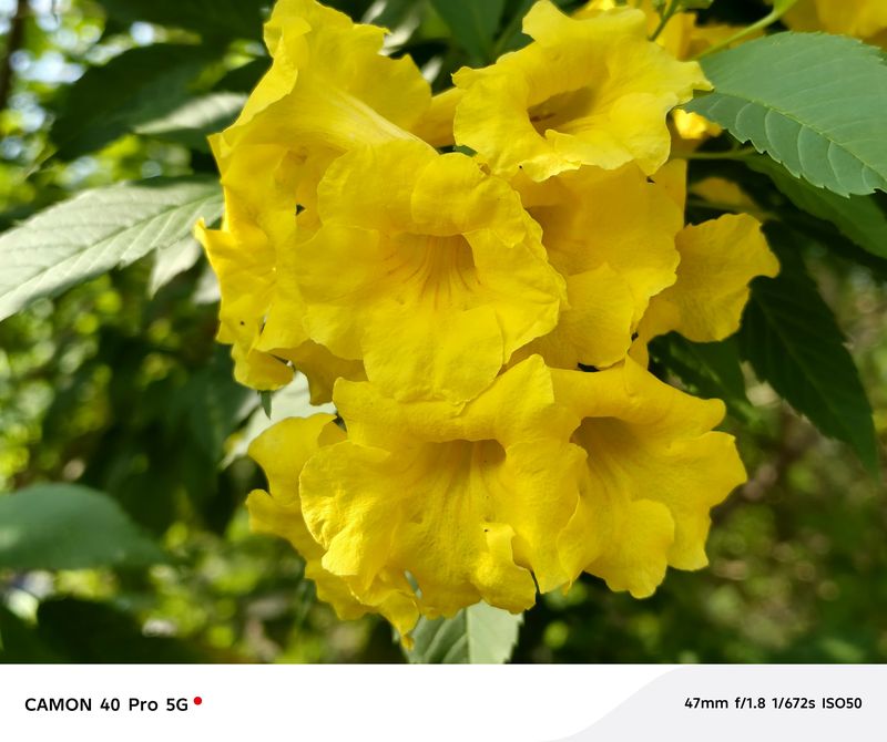 Hasil jepretan Tecno Camon 40 Pro 5G.