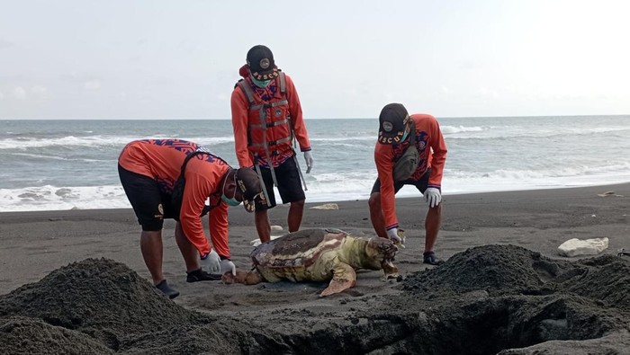 Tim SAR saat mengevakuasi seekor penyu berukuran jumbo yang mati dengan kondisi mulut penuh plastik, Minggu (3/8/2025).