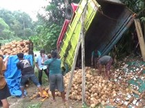 Truk Kelapa di Tanggamus Terguling, Dua Orang Tewas