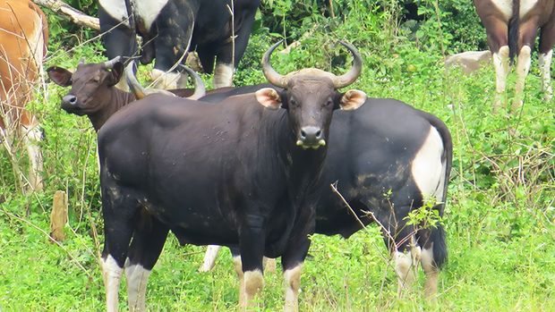 Banteng Jawa (Bos javanicus) Banteng jawa (Bos javanicus)