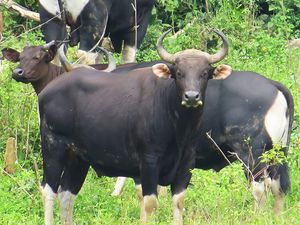 5 Hewan Endemik di Jawa Timur yang Terancam Punah