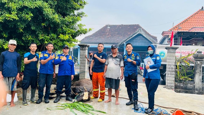 Petugas damkar Lamongan besama Kasioanto dan sapinya setelah dievakuasi di Desa Bakalrejo, Kecamatan Sugio