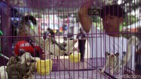 Tidak hanya memanjakan mata, Flona 2025 juga menghadirkan produk-produk unggulan dari pelaku UMKM di bidang flora dan fauna dari berbagai daerah di Indonesia.
