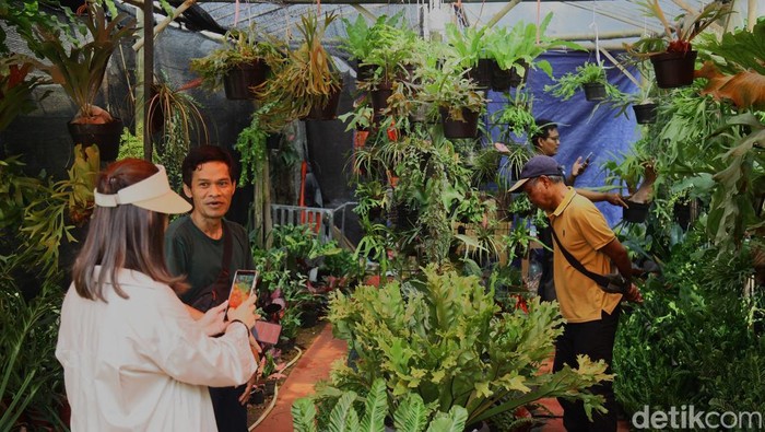 Flona 2025 di Lapangan Banteng, Surganya Pecinta Tanaman dan Hewan Lapangan Banteng kembali disulap menjadi taman mini penuh warna lewat pameran Flora dan Fauna (Flona) 2025 yang resmi dibuka Selasa (5/8). Pameran tahunan yang selalu dinanti warga ibu kota ini menyuguhkan beragam koleksi tanaman hias hingga hewan peliharaan eksotis, menjadikannya destinasi wajib bagi para pecinta flora dan fauna.