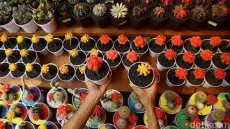 Flona 2025 di Lapangan Banteng, Surganya Pecinta Tanaman dan Hewan