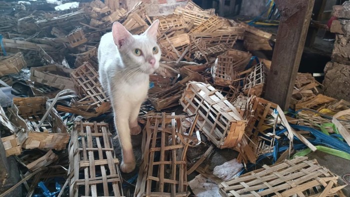 Heboh temuan puluhan kepala kucing di Pasar Sepanjang, Sidoarjo.