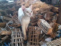 Ngeri! Karung Isi Puluhan Kepala Kucing Ditemukan di Pasar Sepanjang Sidoarjo