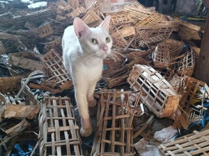 Keprihatinan Wabup Mimik Soal Temuan Kepala Kucing di Pasar Sepanjang