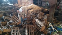 Geger Puluhan Kepala Kucing dalam Karung di Pasar Sepanjang Sidoarjo