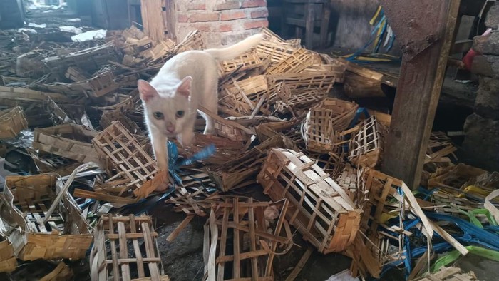 Heboh temuan puluhan kepala kucing di Pasar Sepanjang, Sidoarjo.